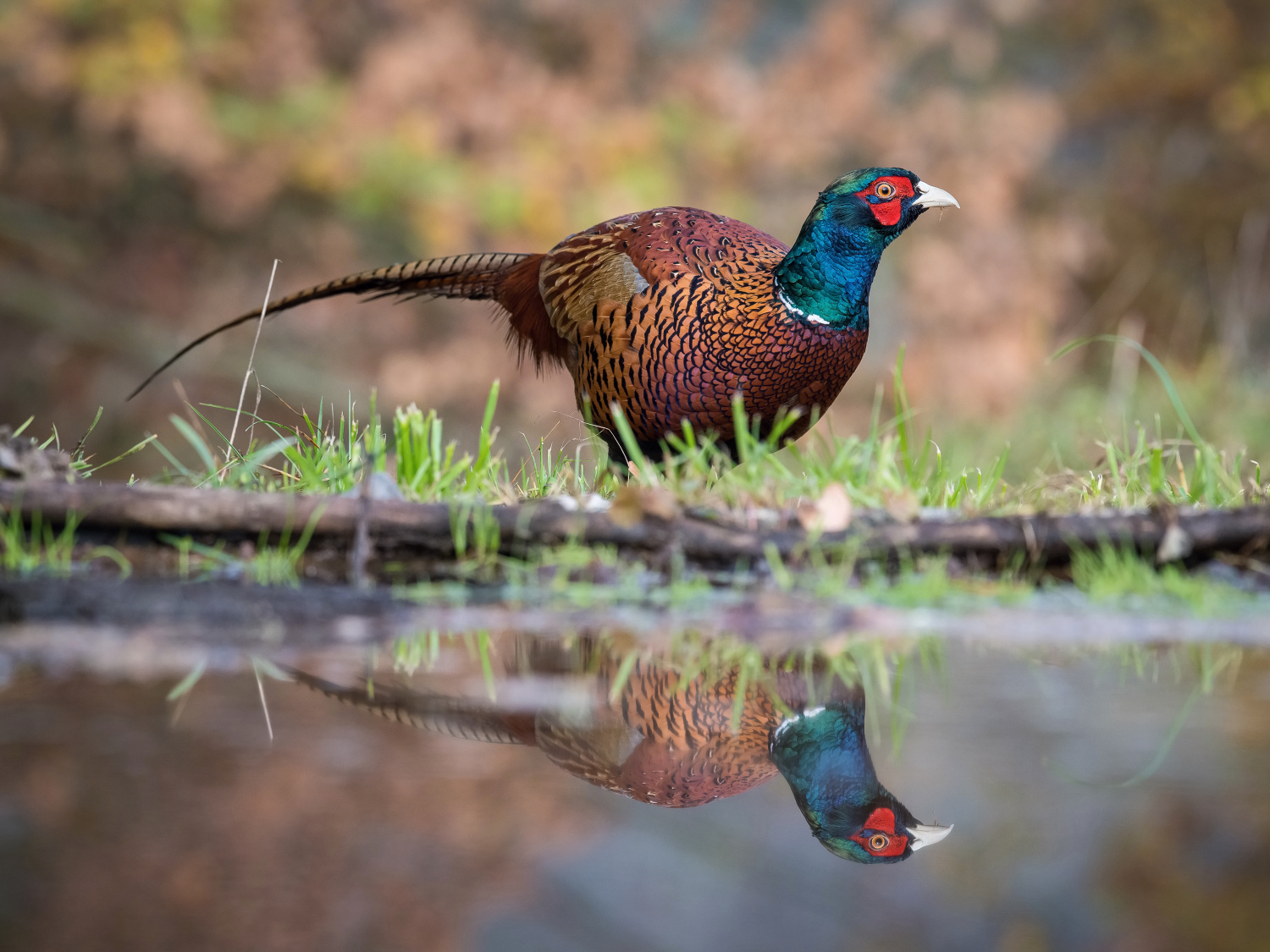 bažant obecný (Phasianus colchicus) Common pheasant