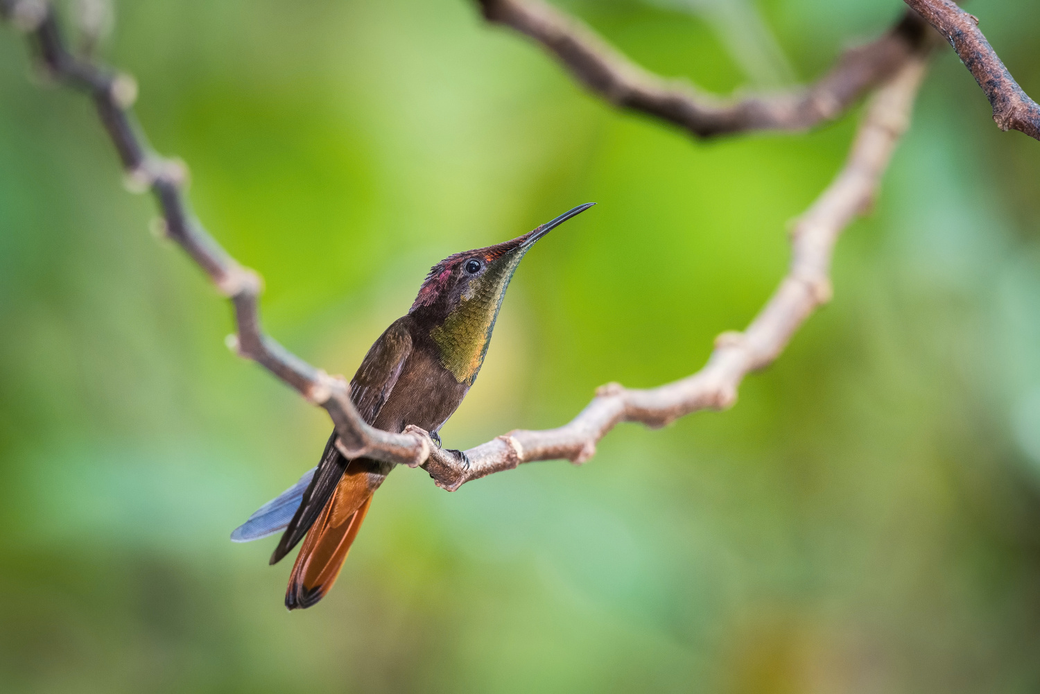 kolibřík žlutohrdlý (Chrysolampis mosquitus) Ruby-topaz hummingbird