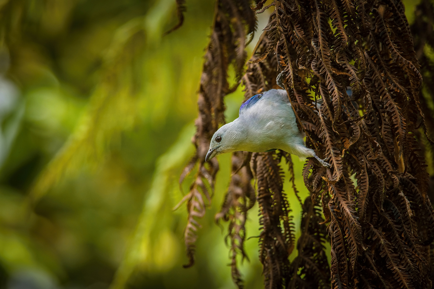 tangara modrá (Thraupis episcopus) Blue-gray tanager