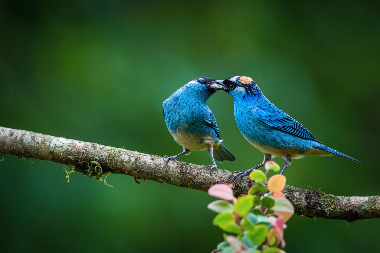 tangara zlatohlavá (Tangara ruficervix) Golden-naped tanager