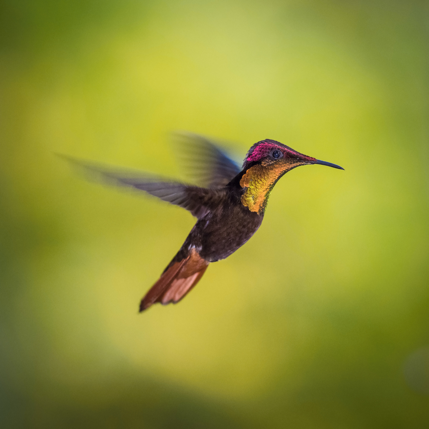 kolibřík žlutohrdlý (Chrysolampis mosquitus) Ruby-topaz hummingbird