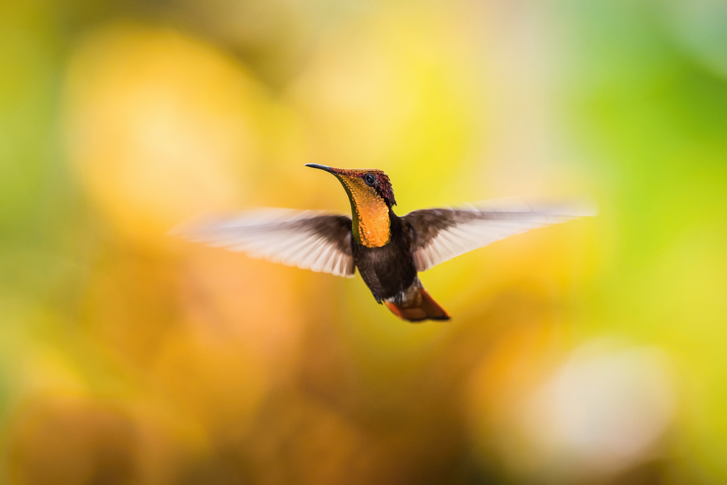 kolibřík žlutohrdlý (Chrysolampis mosquitus) Ruby-topaz hummingbird