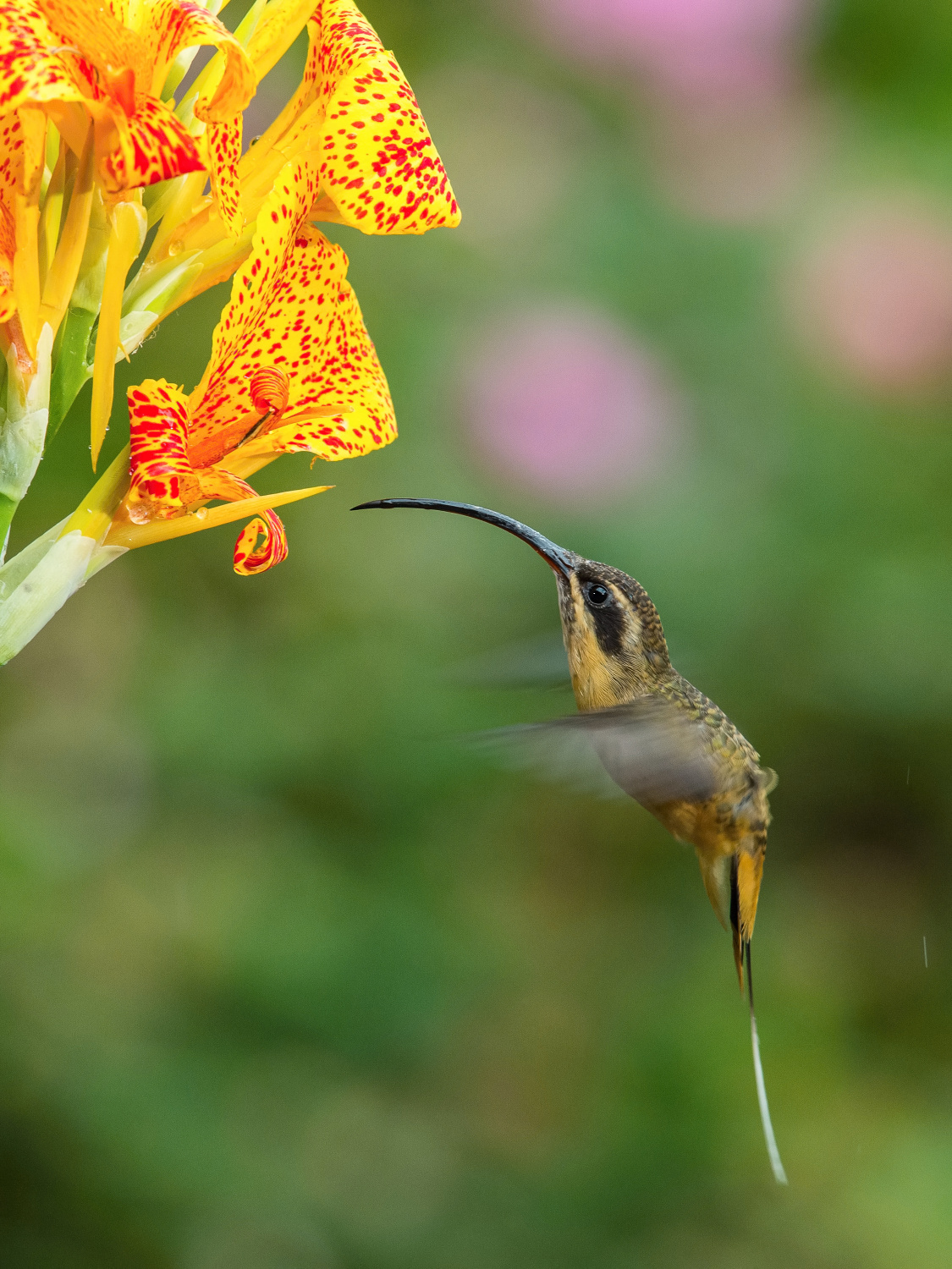 kolibřík dlouhoocasý (Phaethornis syrmatophorus) Tawny-bellied hermit