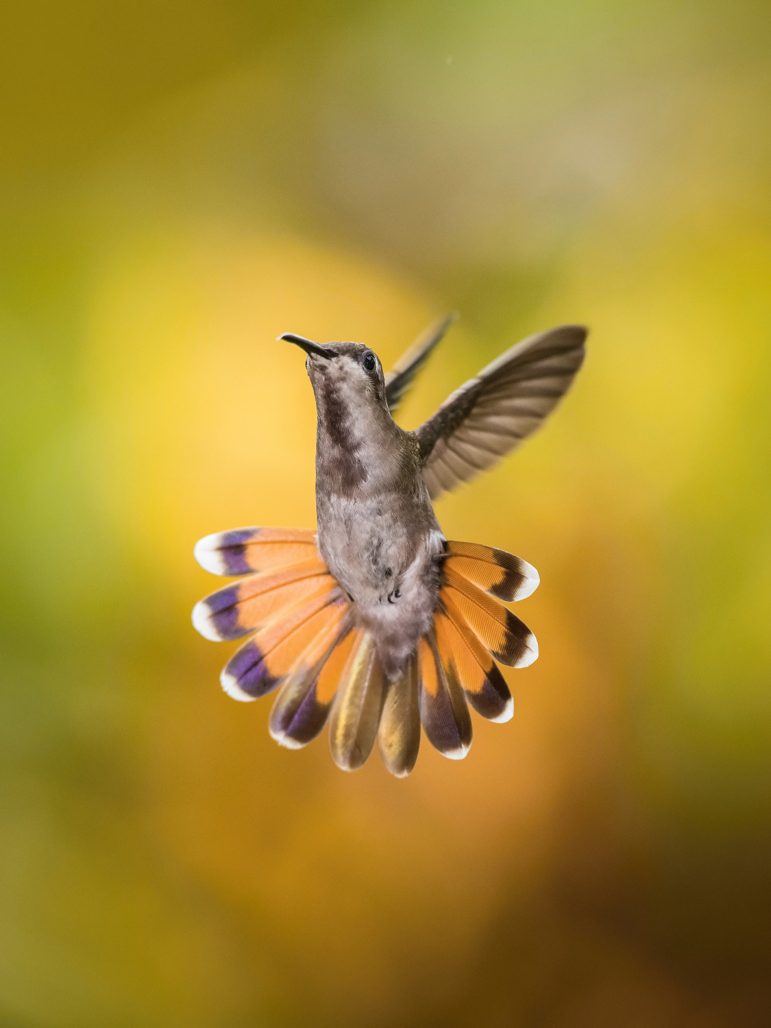 kolibřík žlutohrdlý (Chrysolampis mosquitus) Ruby-topaz hummingbird