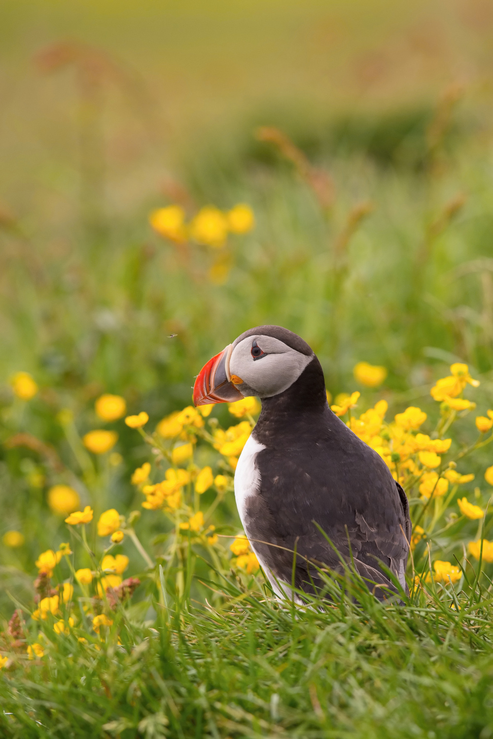 papuchalk bělobradý ploskozobý (Fratercula arctica) Atlantic puffin