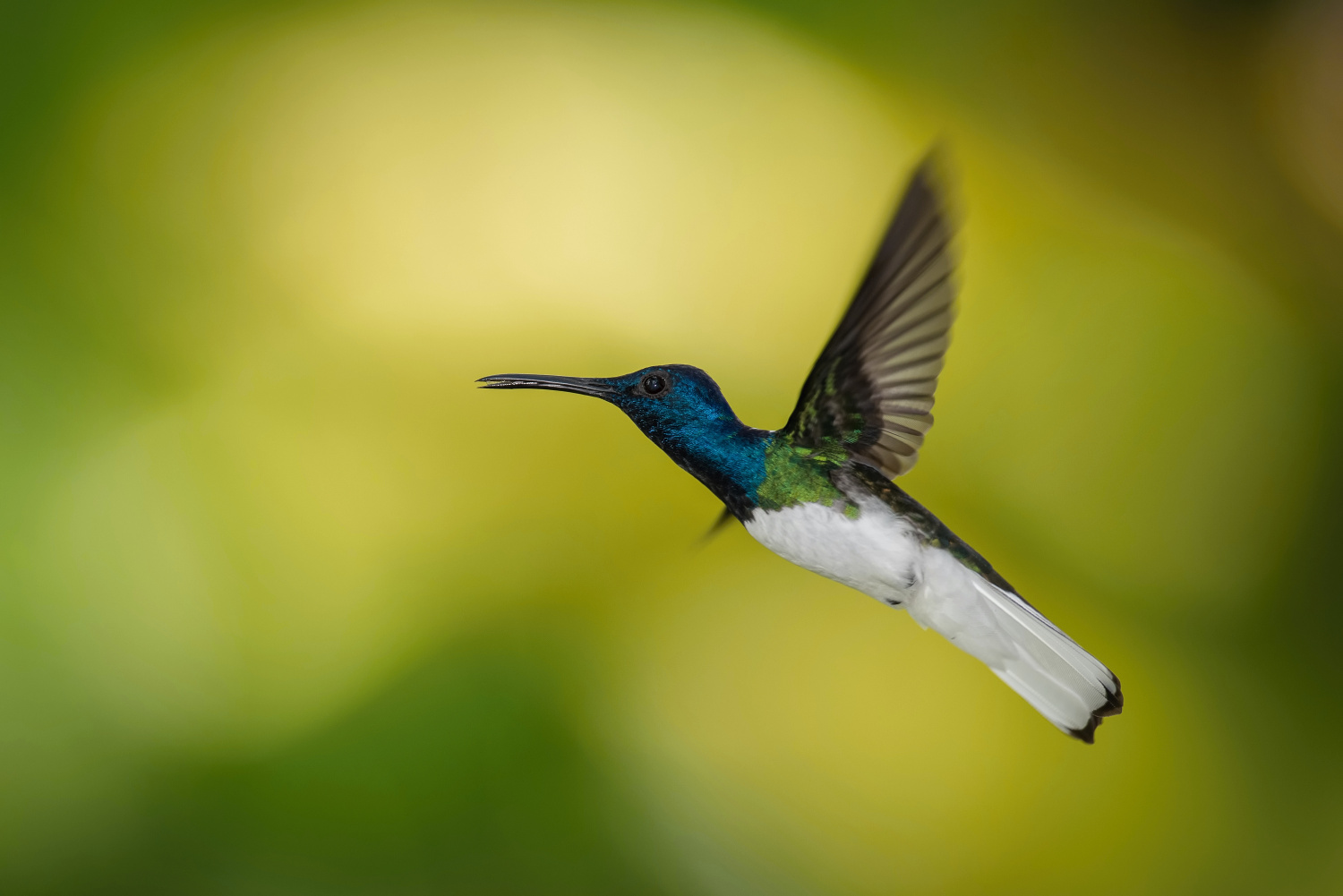 kolibřík bělokrký (Florisuga mellivora) White-necked jacobin