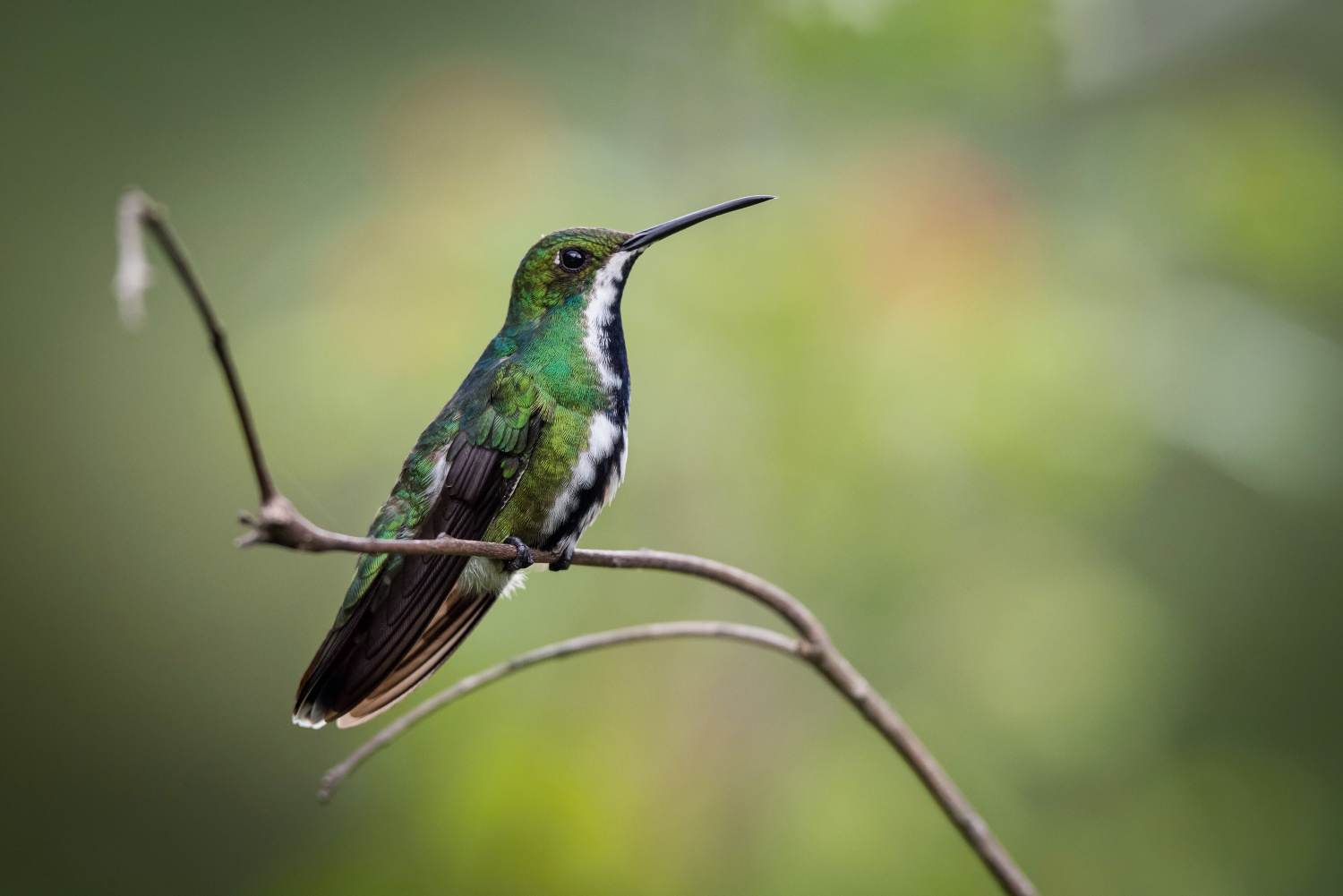 kolibřík tropický (Anthracothorax nigricollis) Black-throated mango