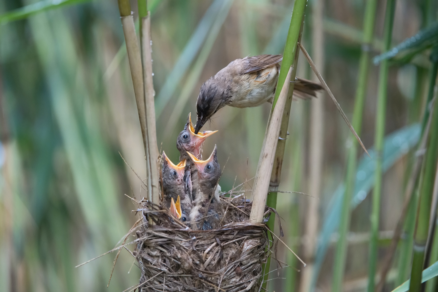 rákosník velký (Acrocephalus arundinaceus) Great reed warbler