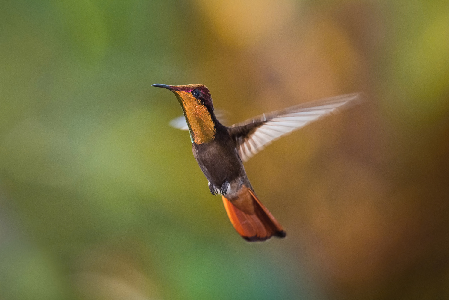 kolibřík žlutohrdlý (Chrysolampis mosquitus) Ruby-topaz hummingbird