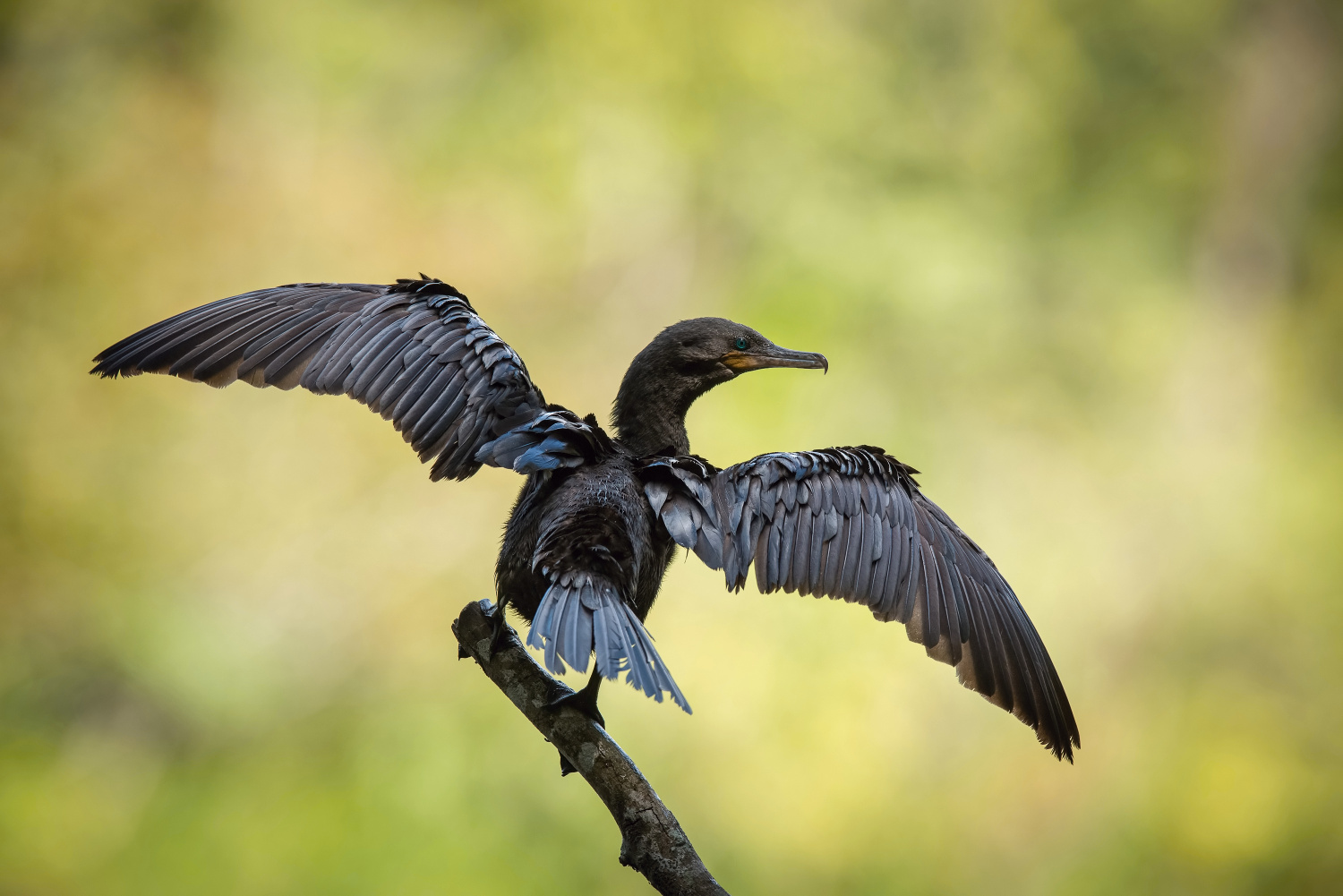 kormorán neotropický (Phalacrocorax brasilianus) Neotropic cormorant