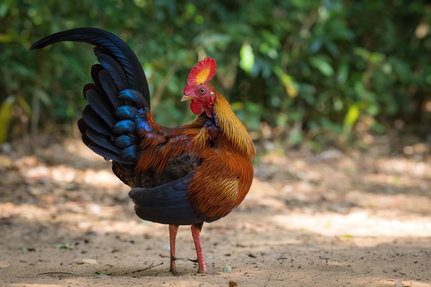 kur srílanský (Gallus lafayetii) Sri Lankan junglefowl