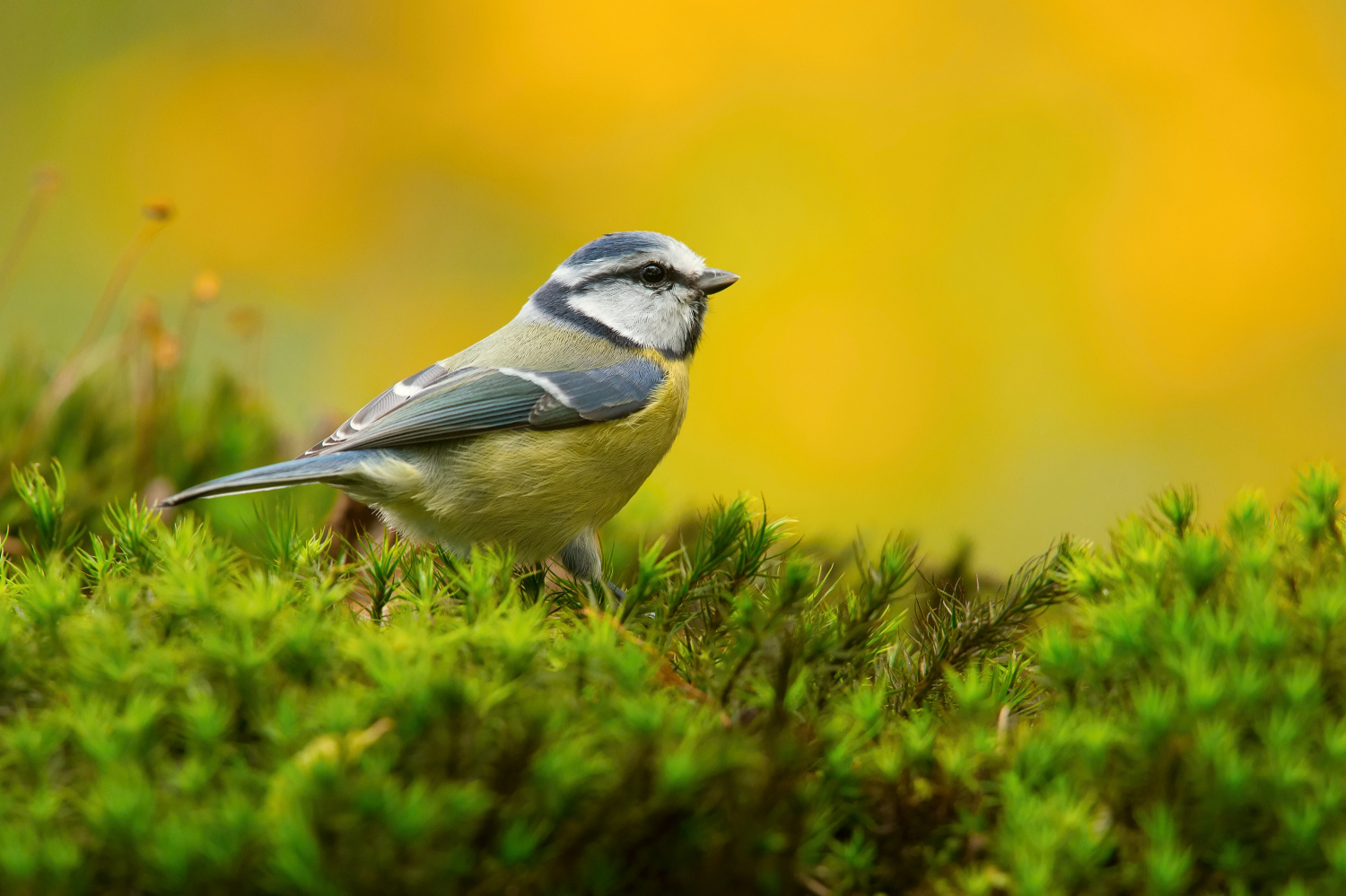 sýkora modřinka (Parus caeruleus) Eurasian blue tit