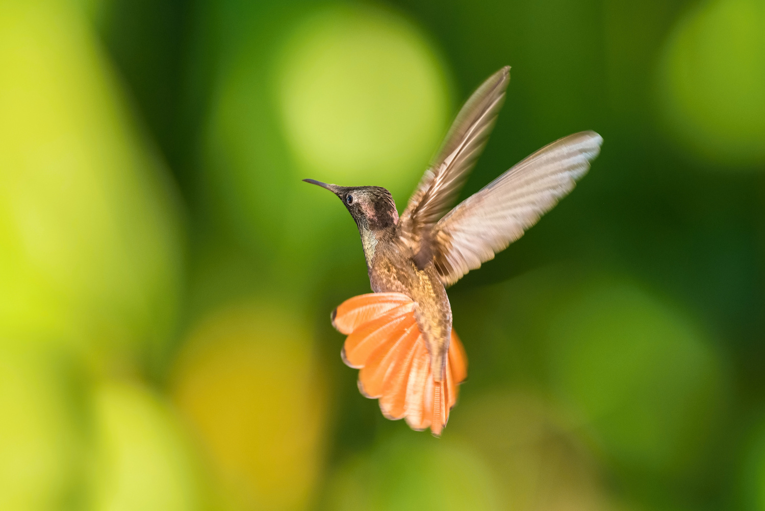 kolibřík žlutohrdlý (Chrysolampis mosquitus) Ruby-topaz hummingbird