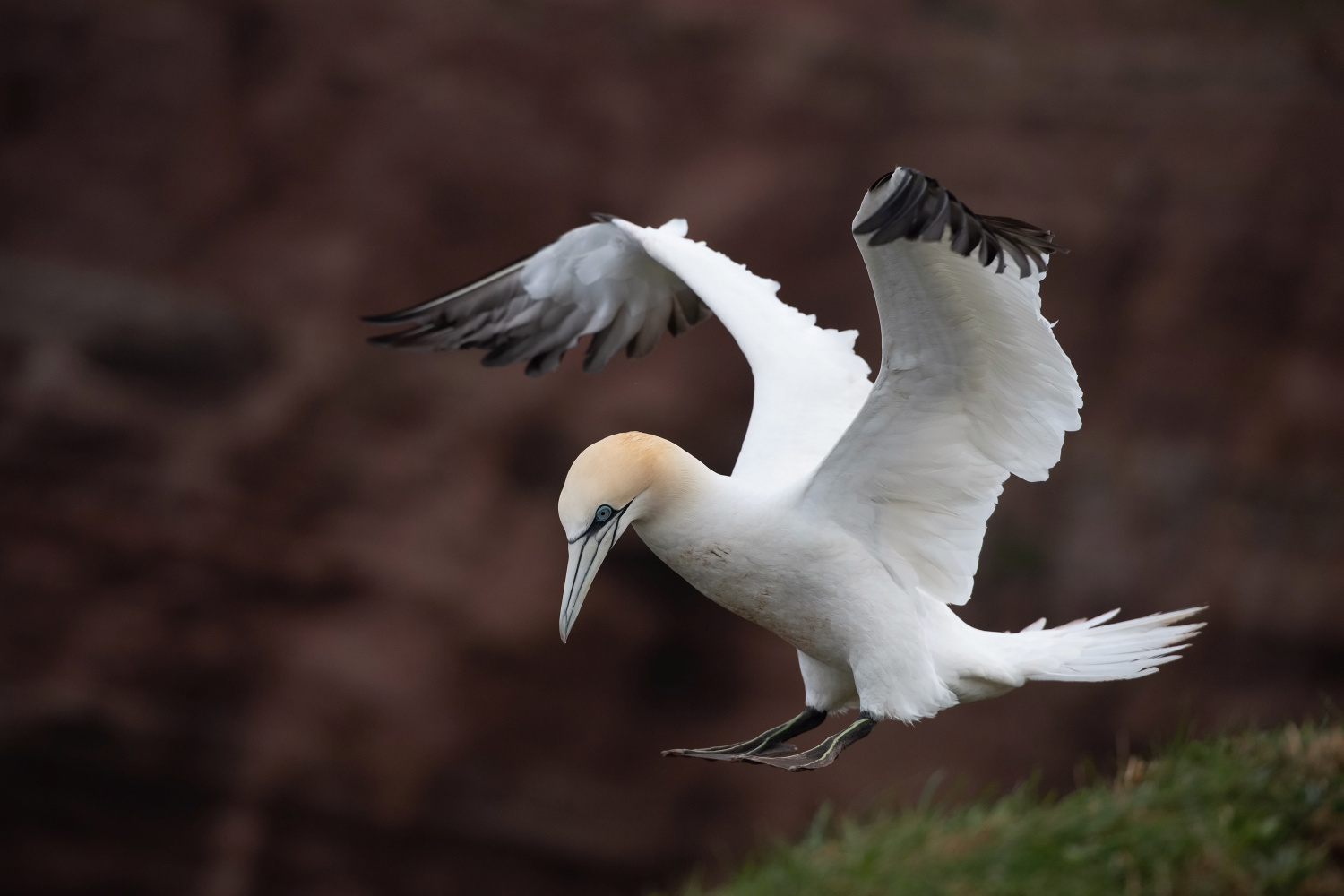 terej bílý (Morus bassanus) Northern gannet