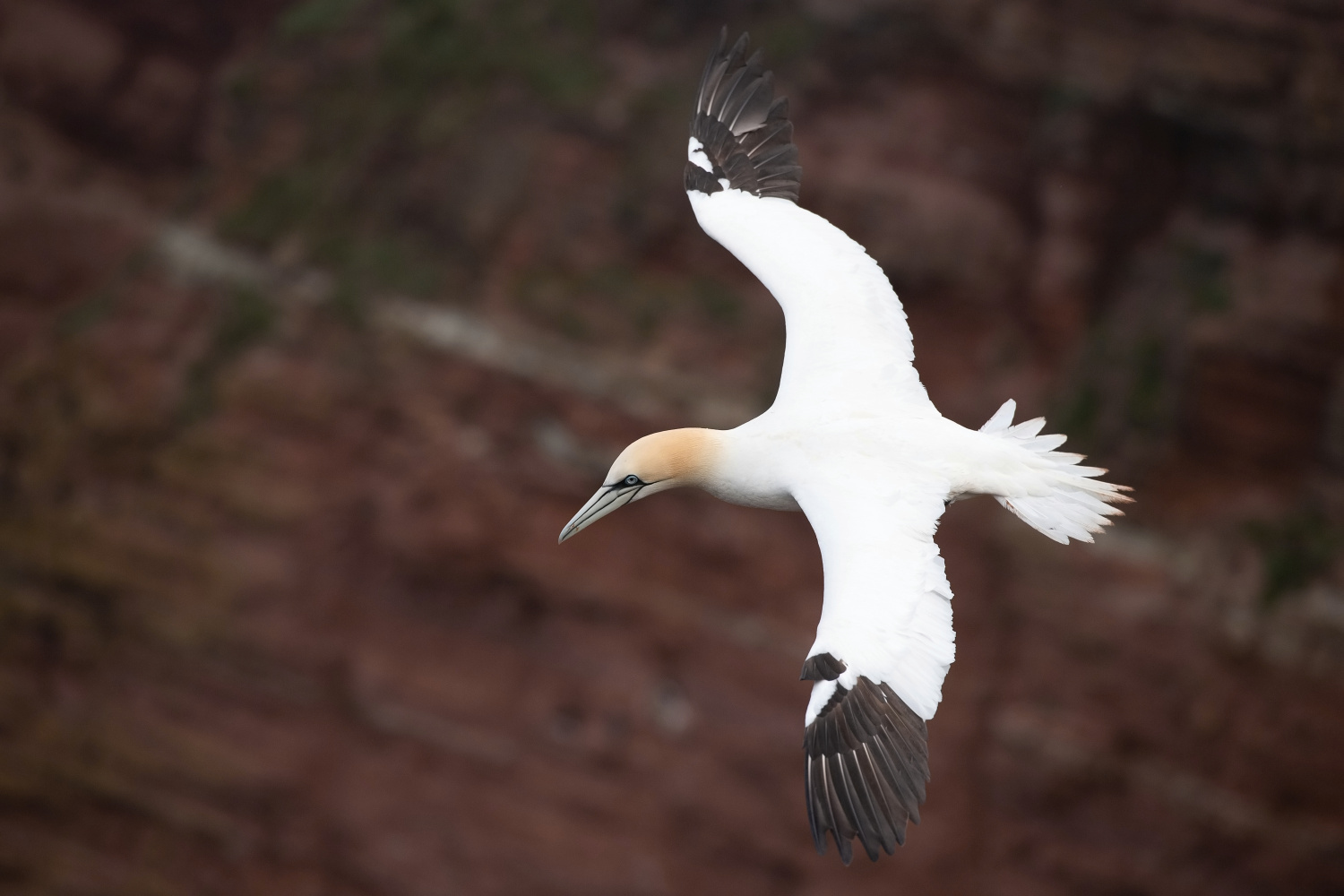 terej bílý (Morus bassanus) Northern gannet