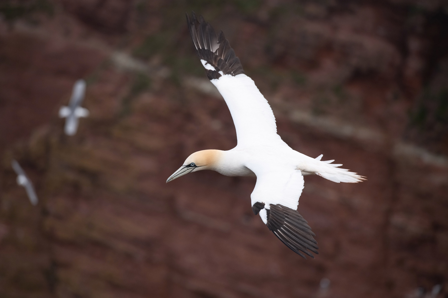 terej bílý (Morus bassanus) Northern gannet