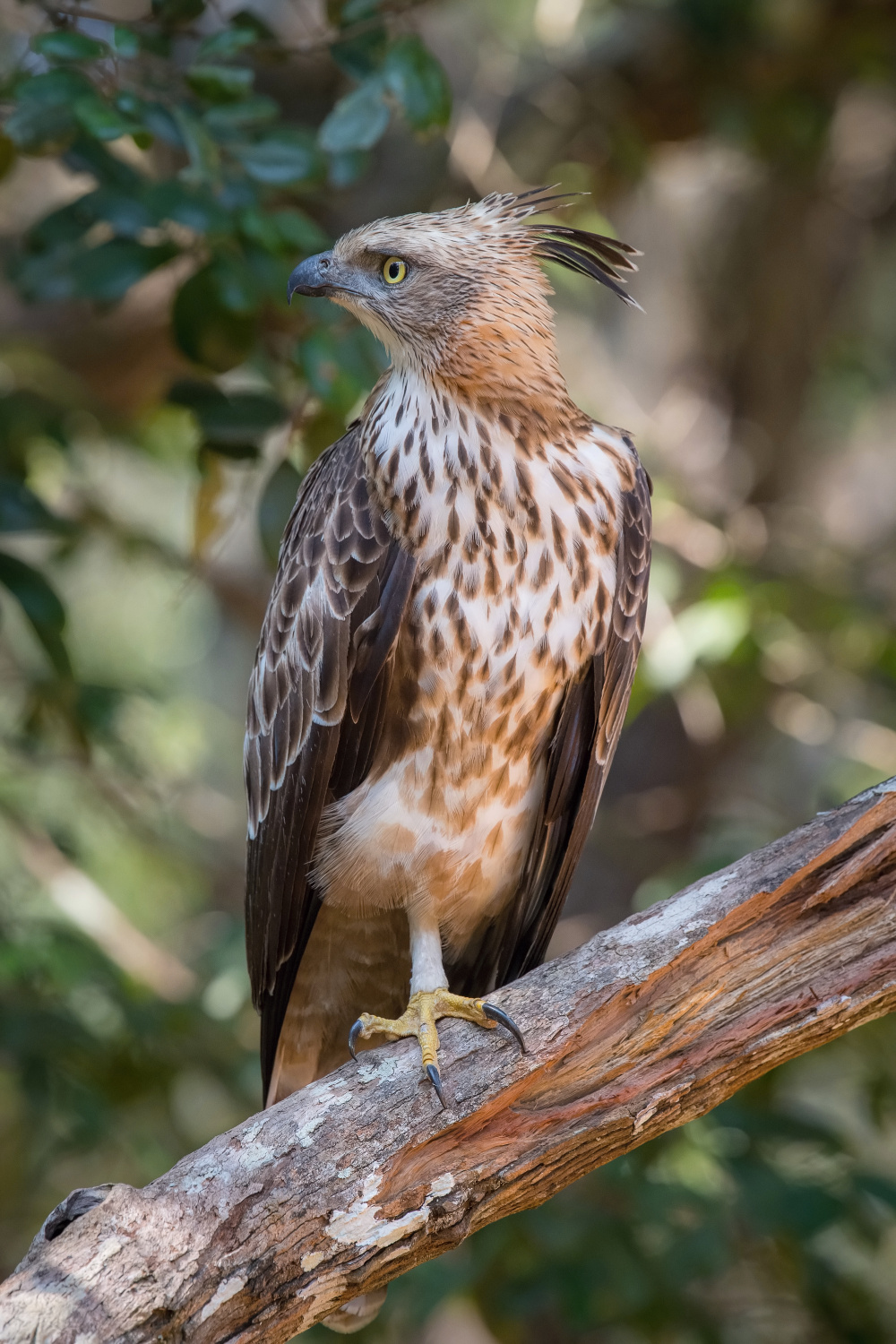 orel proměnlivý (Spizaetus cirrhatus ceylanensis) Crested Hawk-Eagle