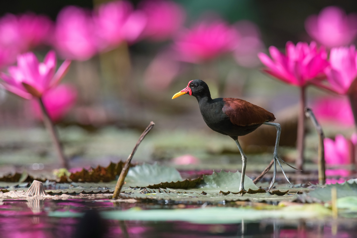 ostnák jihoamerický (Jacana jacana) Wattled jacana