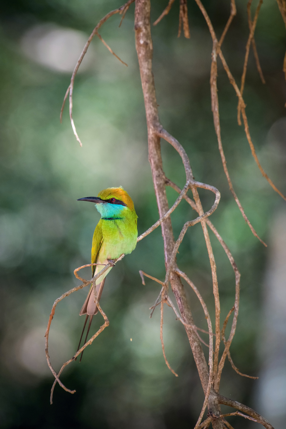 vlha proměnlivá (Merops orientalis) Green bee-eater