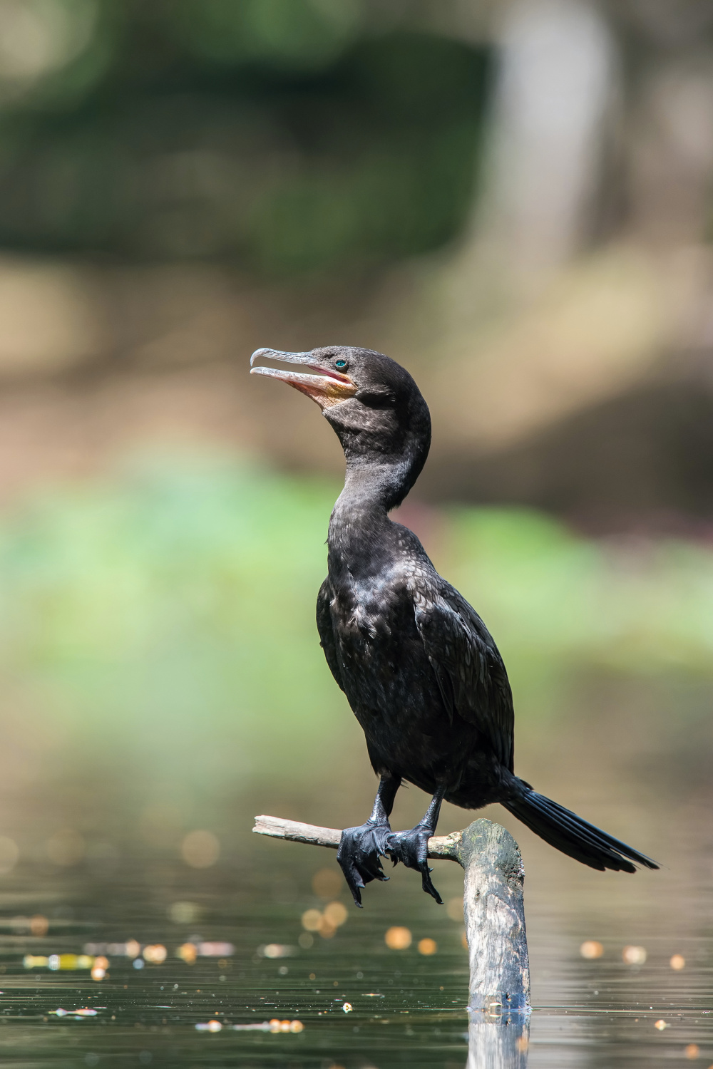 kormorán neotropický (Phalacrocorax brasilianus) Neotropic cormorant