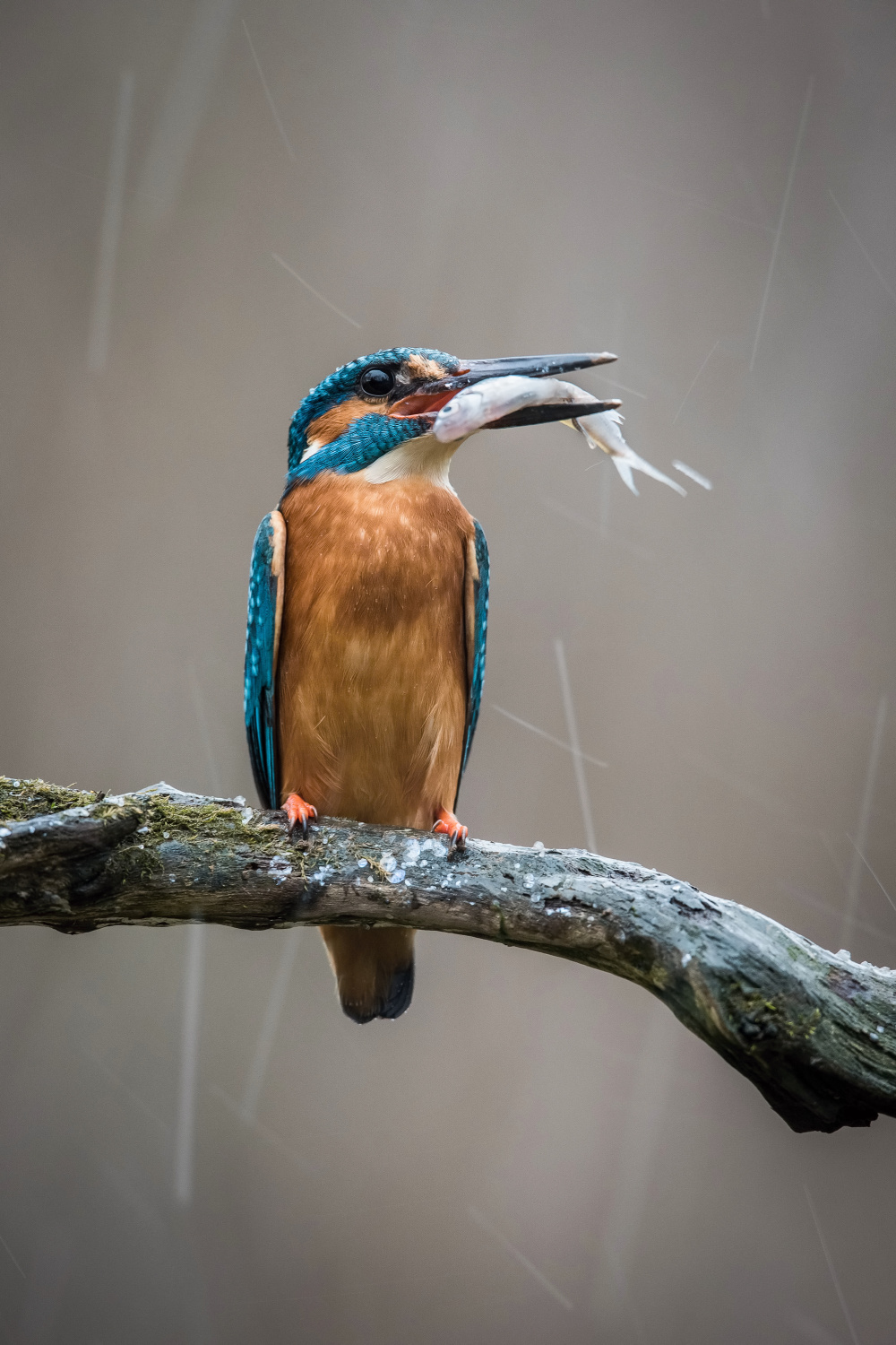 ledňáček říční (Alcedo atthis) Common kingfisher