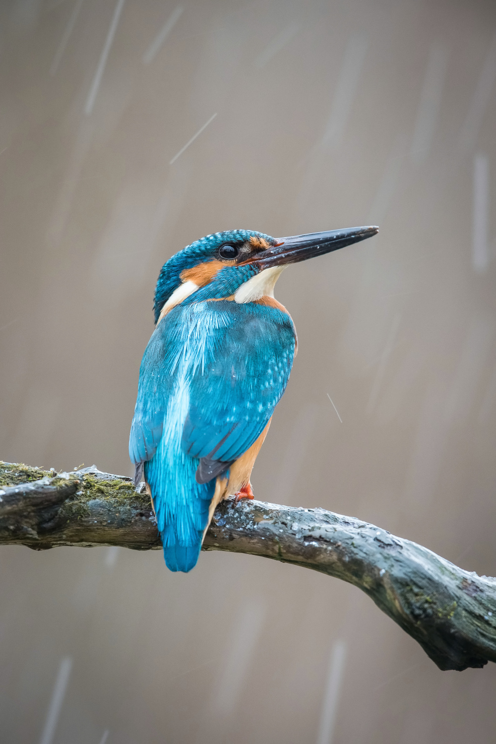 ledňáček říční (Alcedo atthis) Common kingfisher