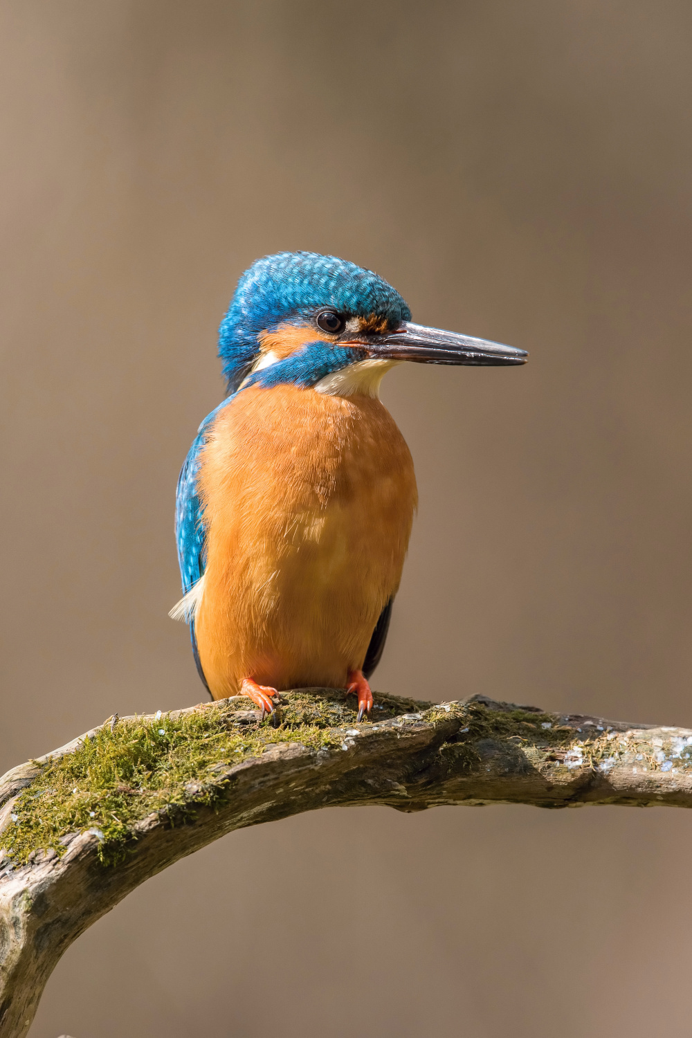 ledňáček říční (Alcedo atthis) Common kingfisher