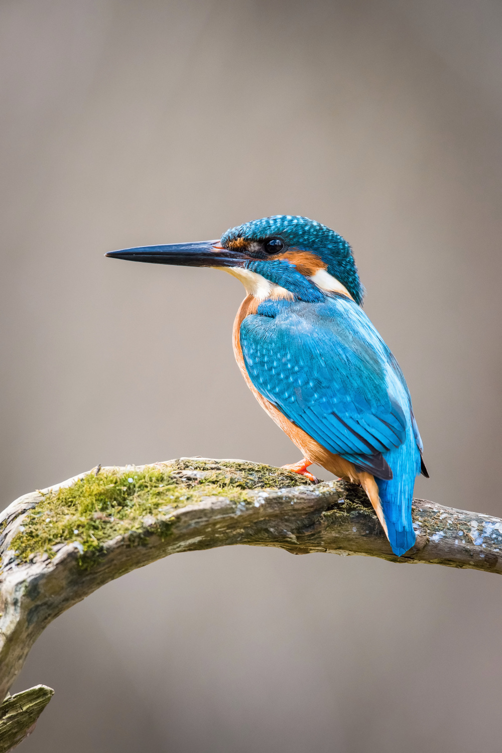 ledňáček říční (Alcedo atthis) Common kingfisher