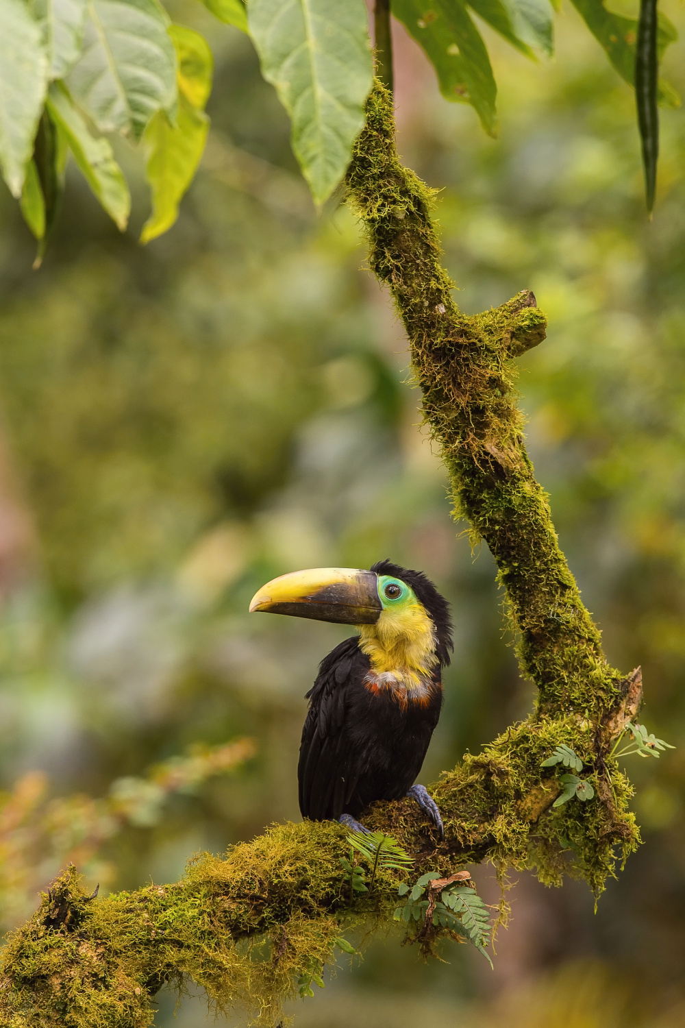 tukan hnědošíjný (Ramphastos brevis) Choco toucan