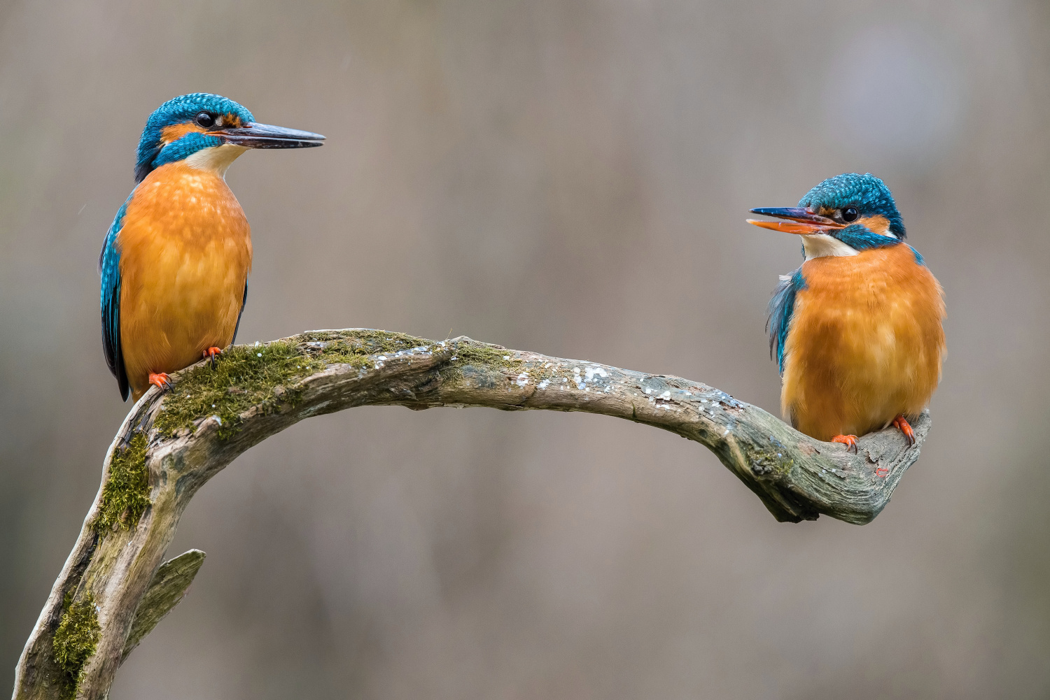 ledňáček říční (Alcedo atthis) Common kingfisher