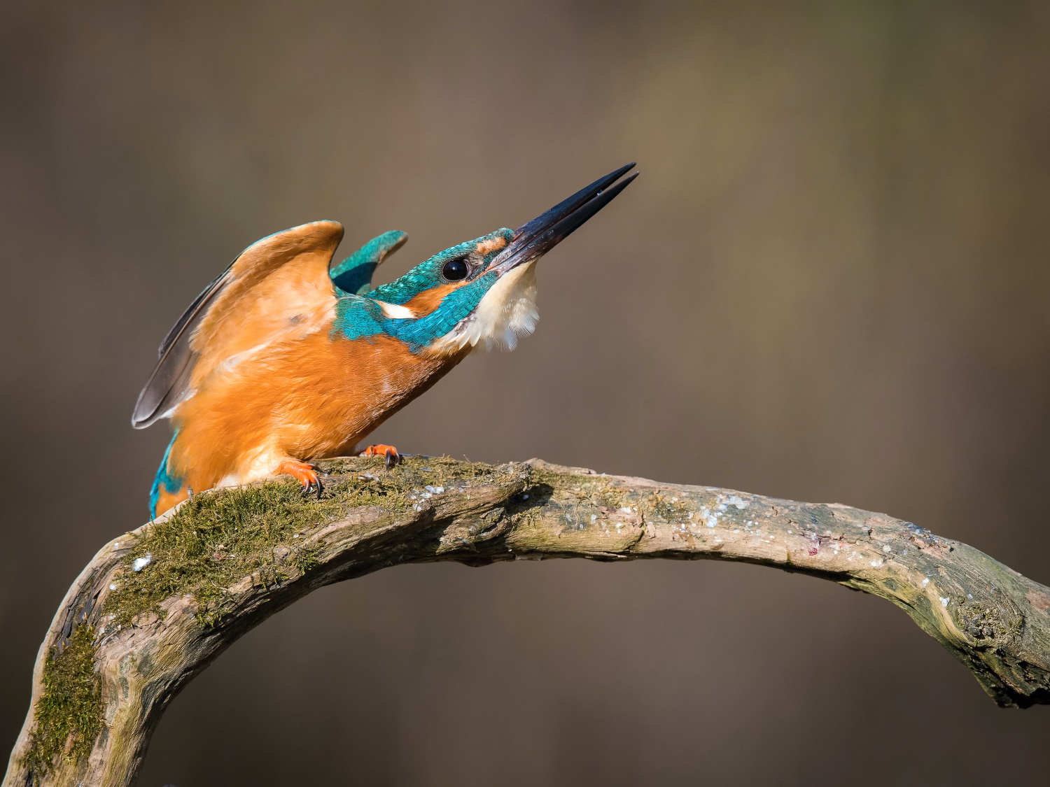 ledňáček říční (Alcedo atthis) Common kingfisher