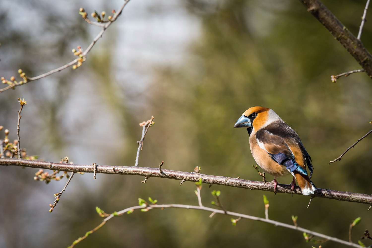 dlask tlustozobý (Coccothraustes coccothraustes) Hawfinch