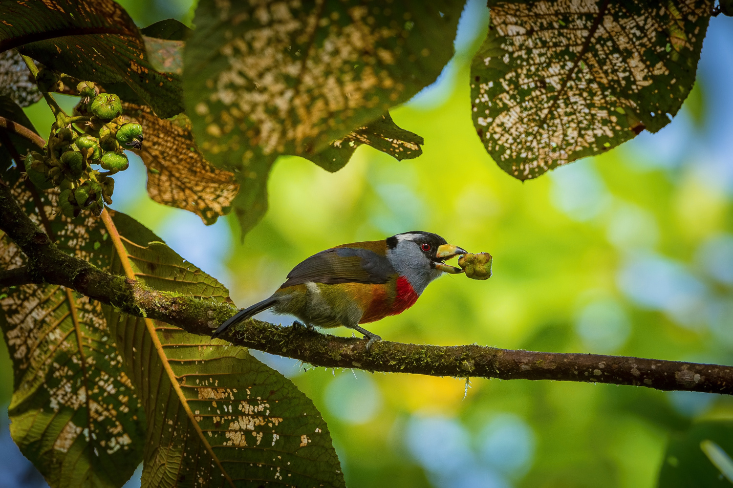 vousák tukaní (Semnornis ramphastinus) Toucan barbet