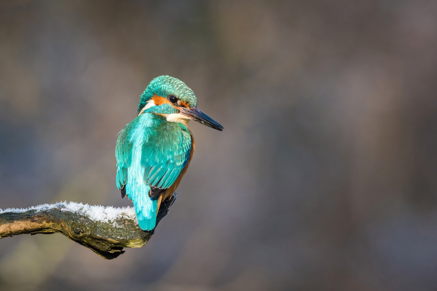 ledňáček říční (Alcedo atthis) Common kingfisher