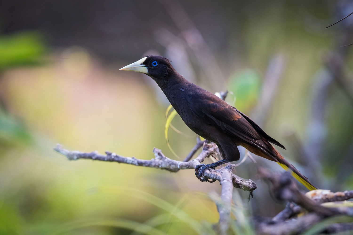 vlhovec chocholatý (Psarocolius decumanus) Crested oropendola