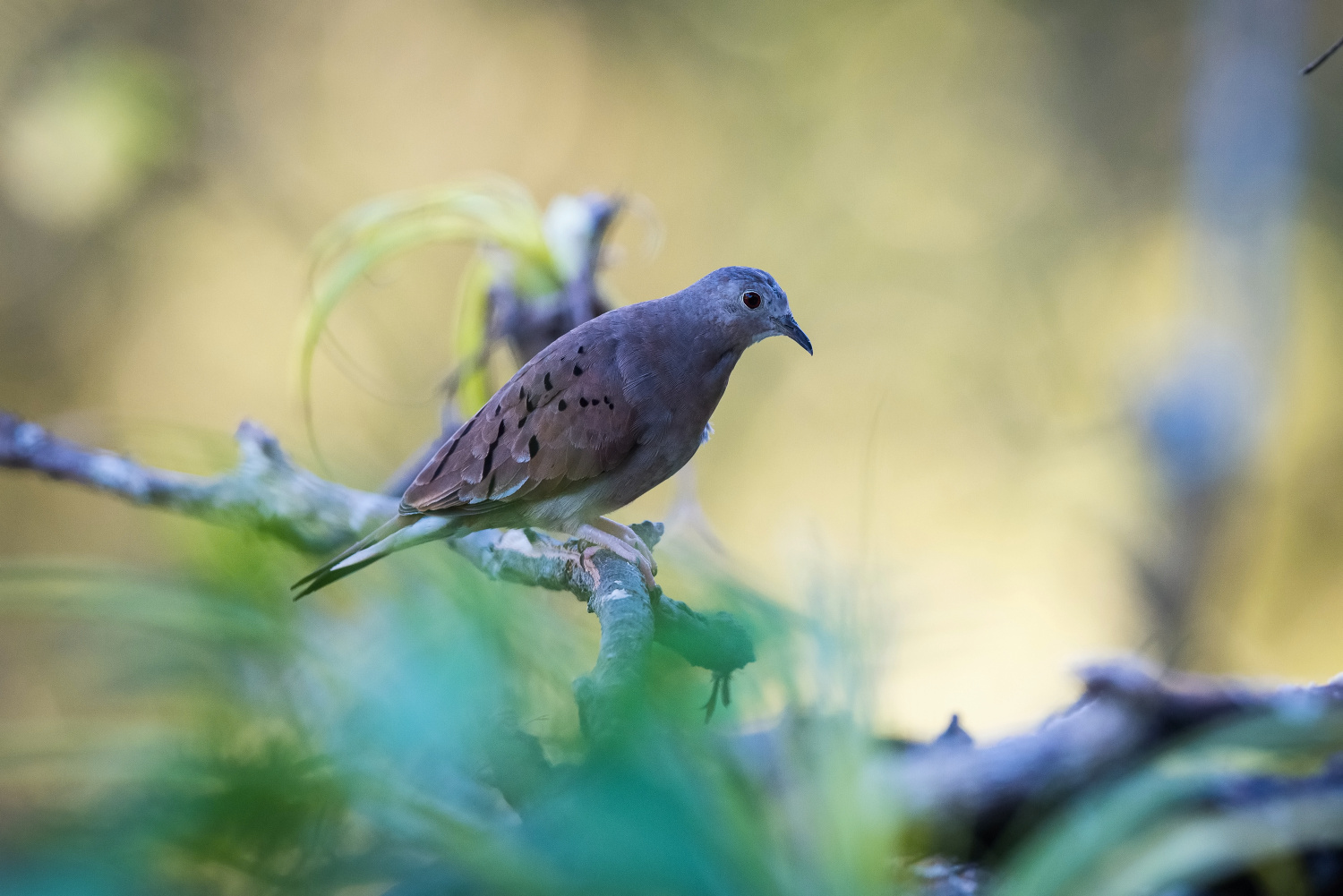 holoubek skořicový (Columbina talpacoti) Ruddy ground dove