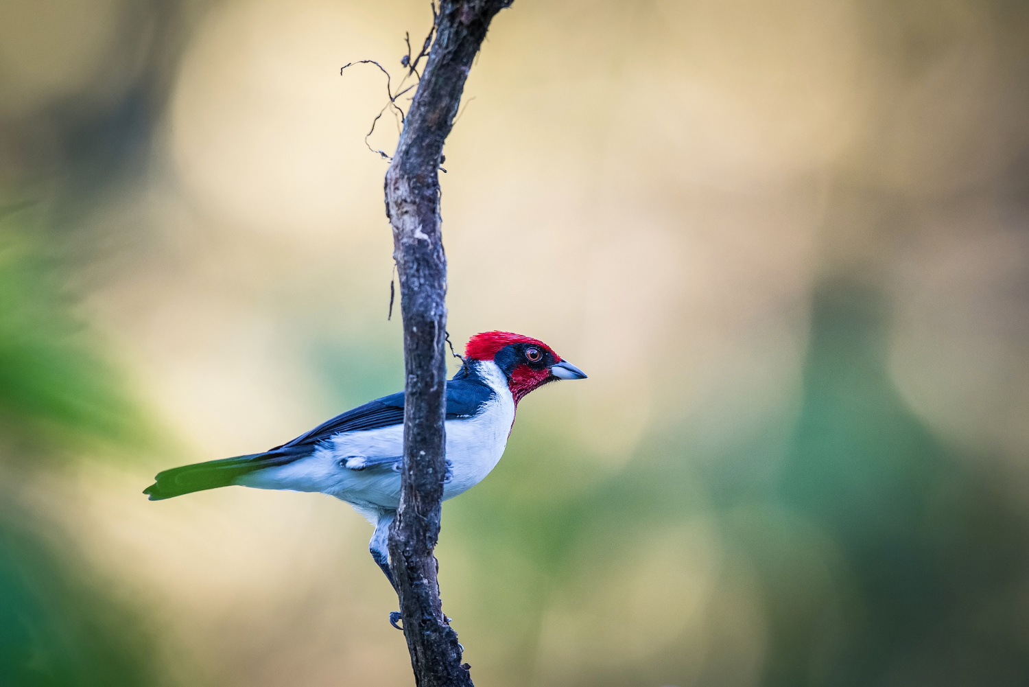 kardinálek (Paroaria nigrogenis) Masked cardinal