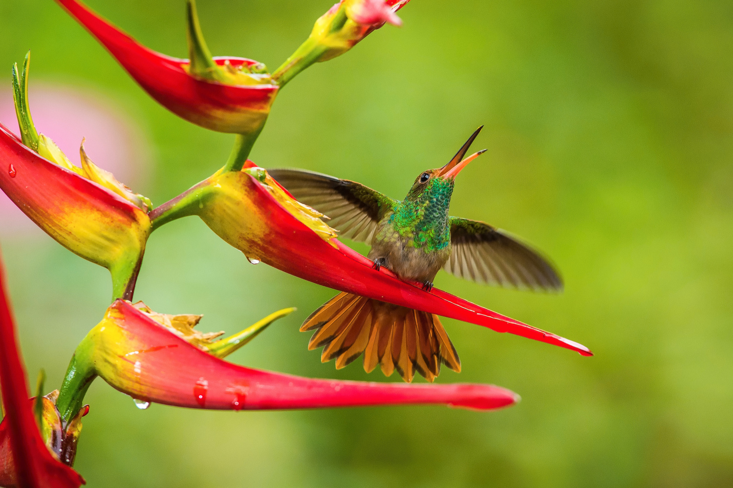 kolibřík rezavoocasý (Amazilia tzacatl) Rufous-tailed hummingbird