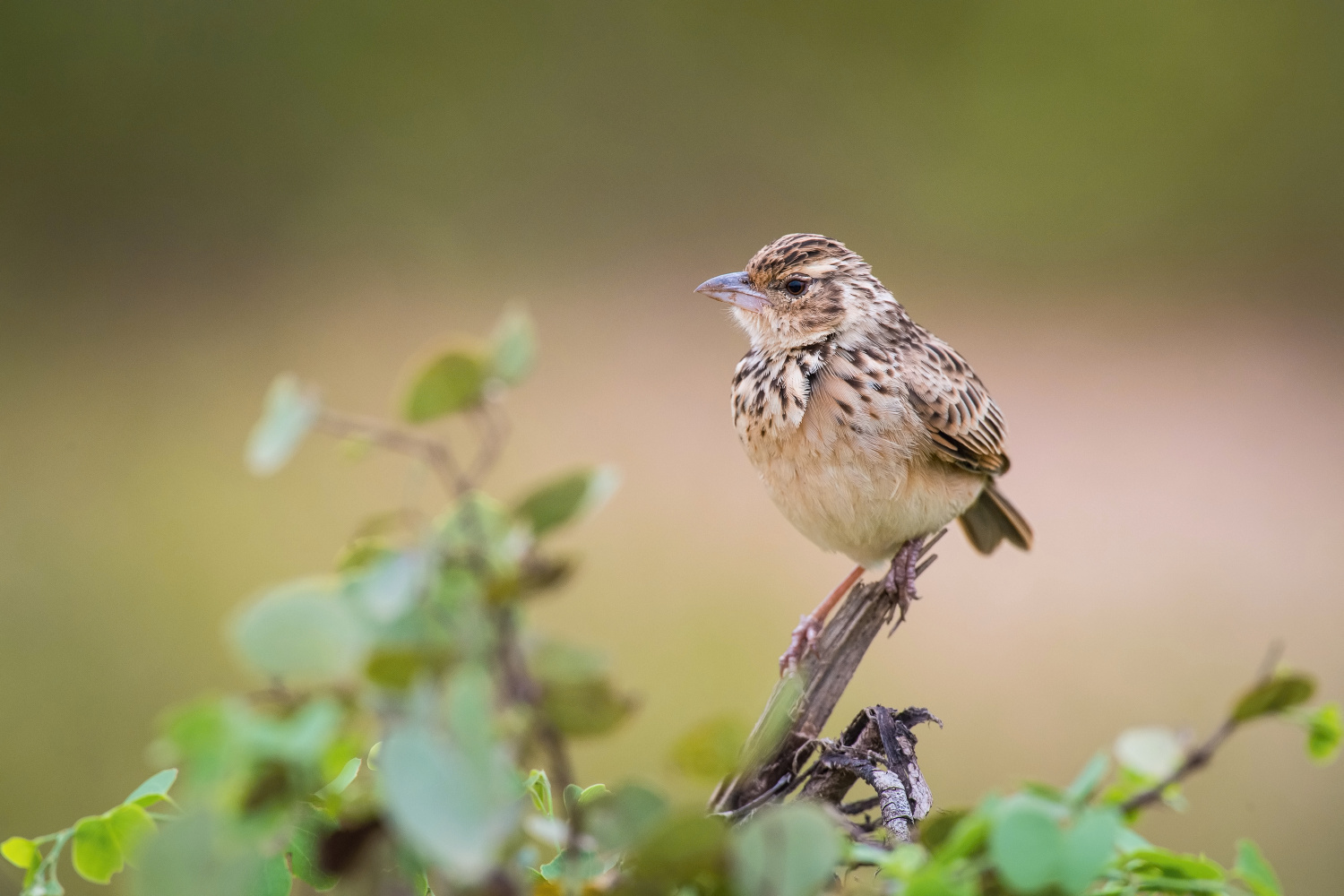 skřivan rezavokřídlý (Mirafra assamica) Bengal bush lark