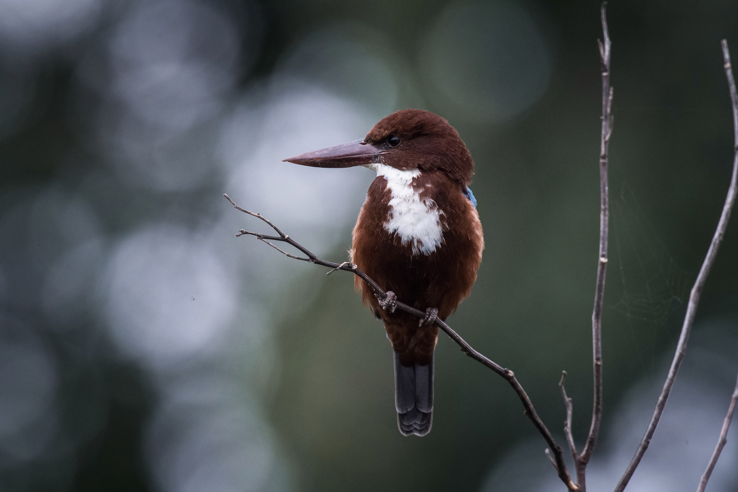 ledňáček hnědohlavý (Halcyon smyrnensis) White-throated kingfisher