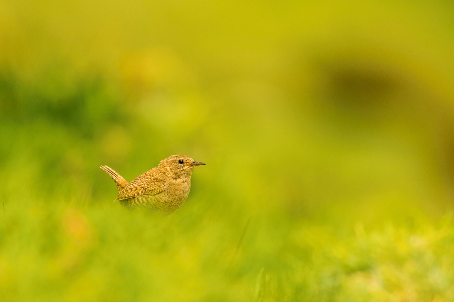 střízlík obecný (Troglodytes troglodytes) Eurasian wren