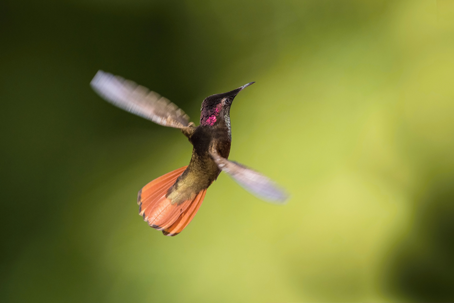 kolibřík žlutohrdlý (Chrysolampis mosquitus) Ruby-topaz hummingbird