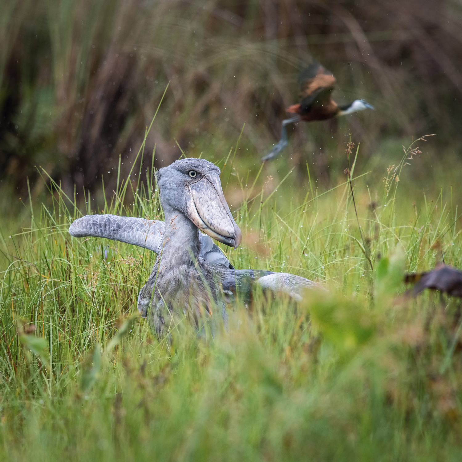 člunozobec africký (Balaeniceps rex) Shoebill