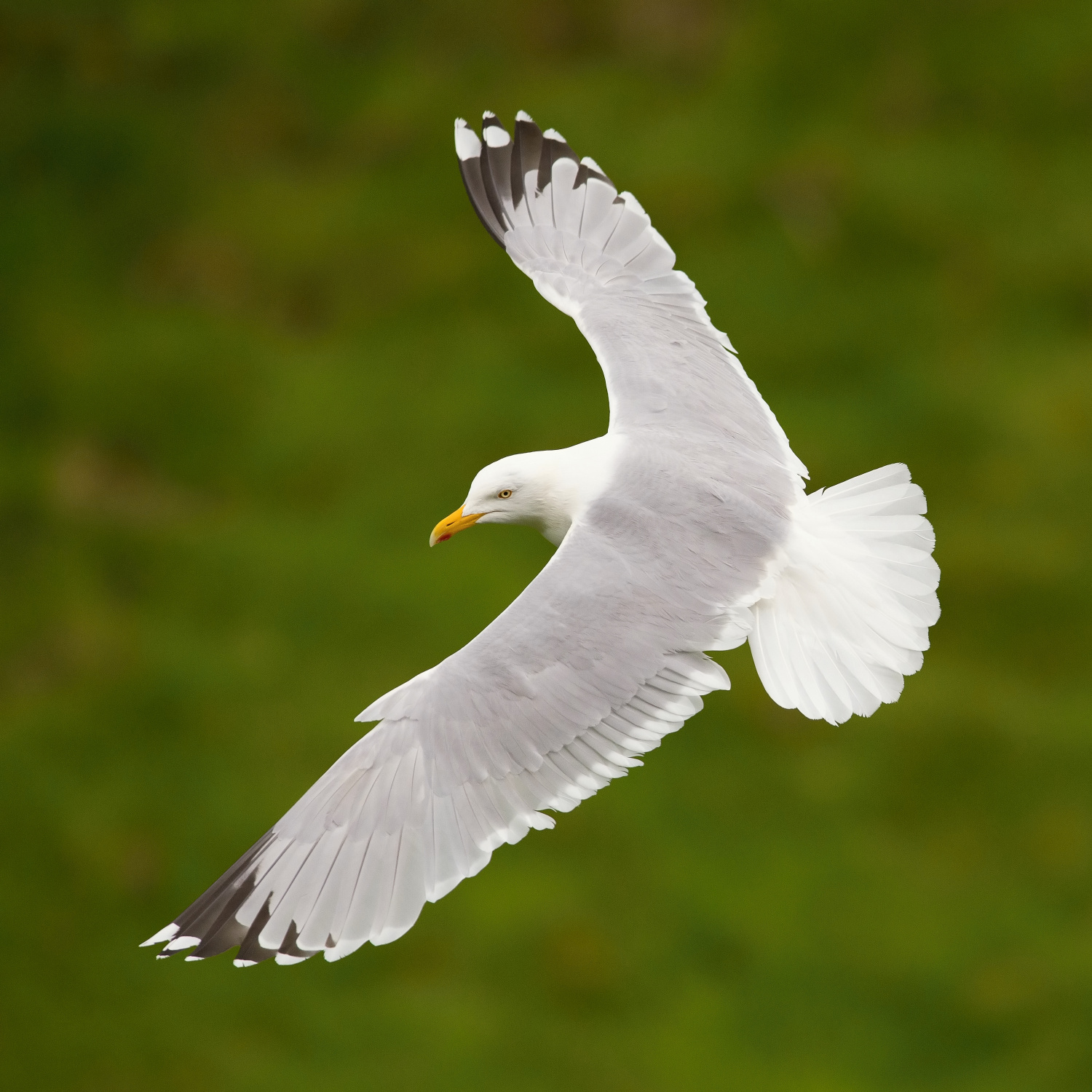 racek stříbřitý (Larus argentatus) European herring gull