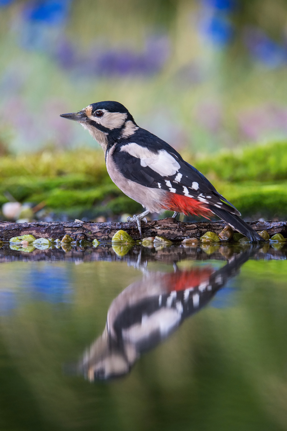 strakapoud velký (Dendrocopos major) Great spotted woodpecker