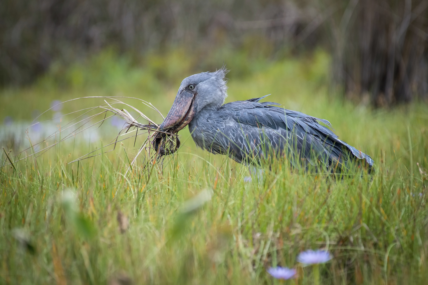 člunozobec africký (Balaeniceps rex) Shoebill