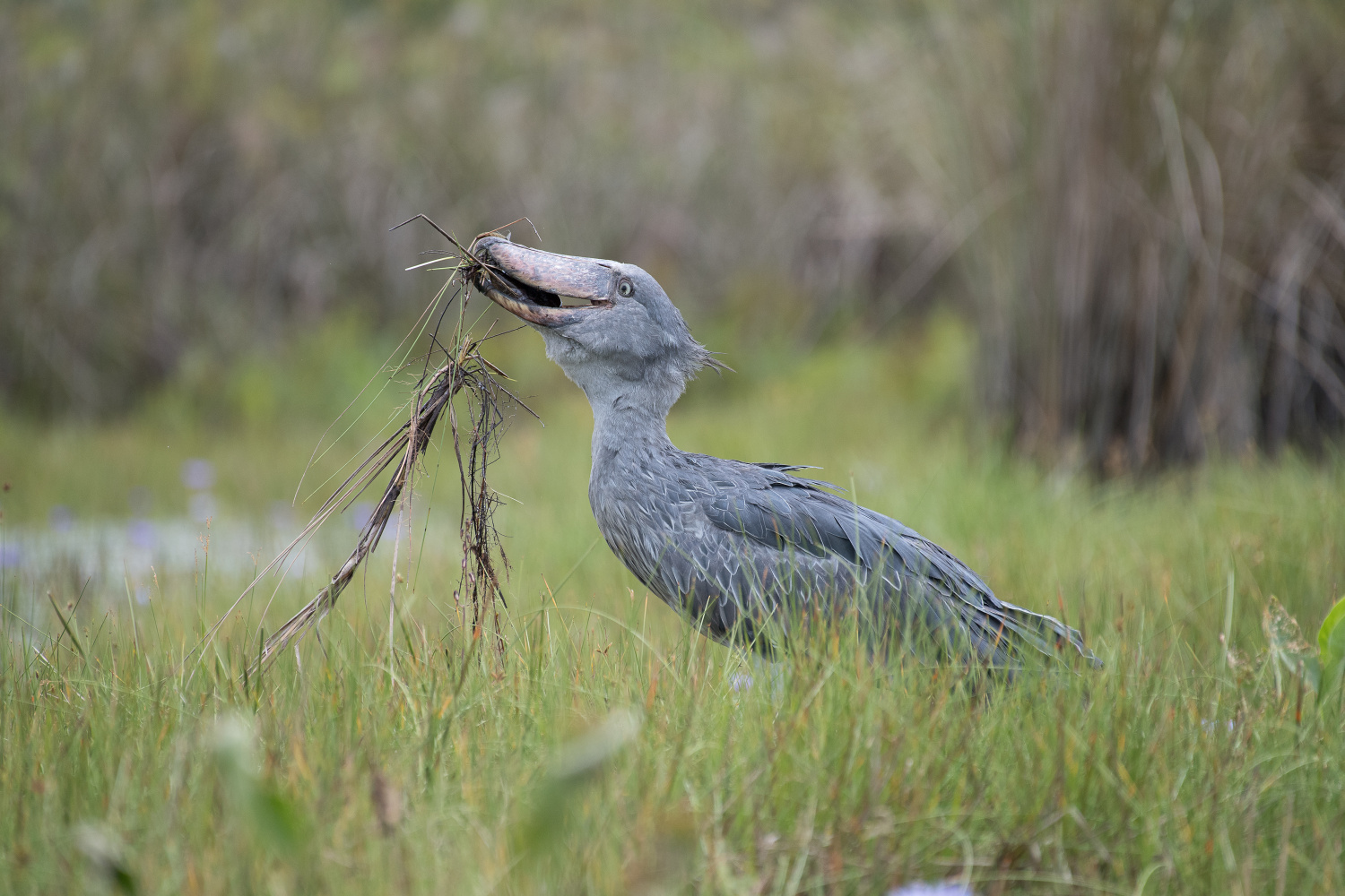 člunozobec africký (Balaeniceps rex) Shoebill