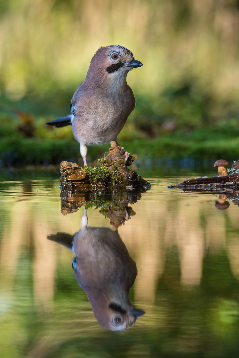 sojka obecná (Garrulus glandarius) Eurasian jay