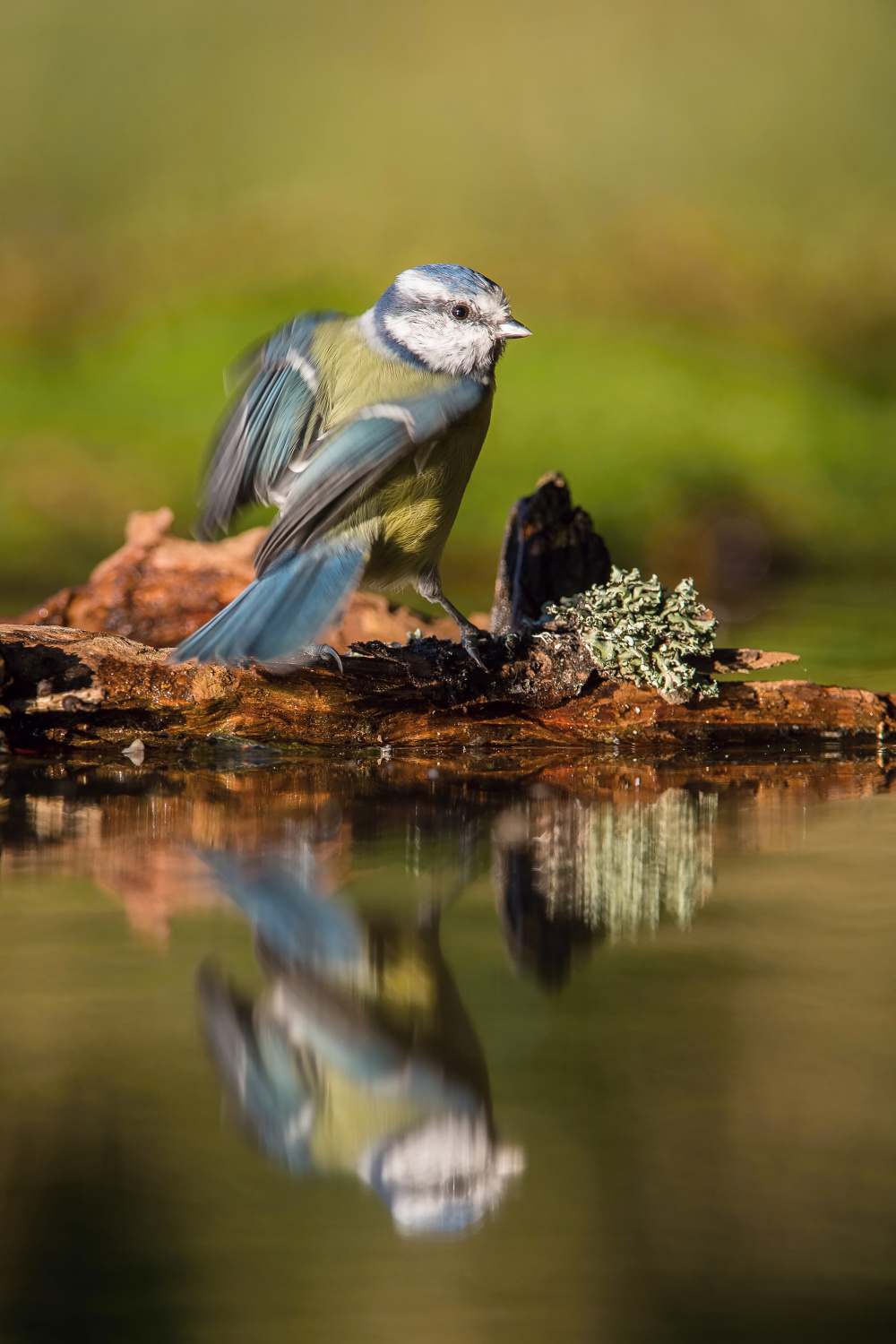 sýkora modřinka (Parus caeruleus) Eurasian blue tit