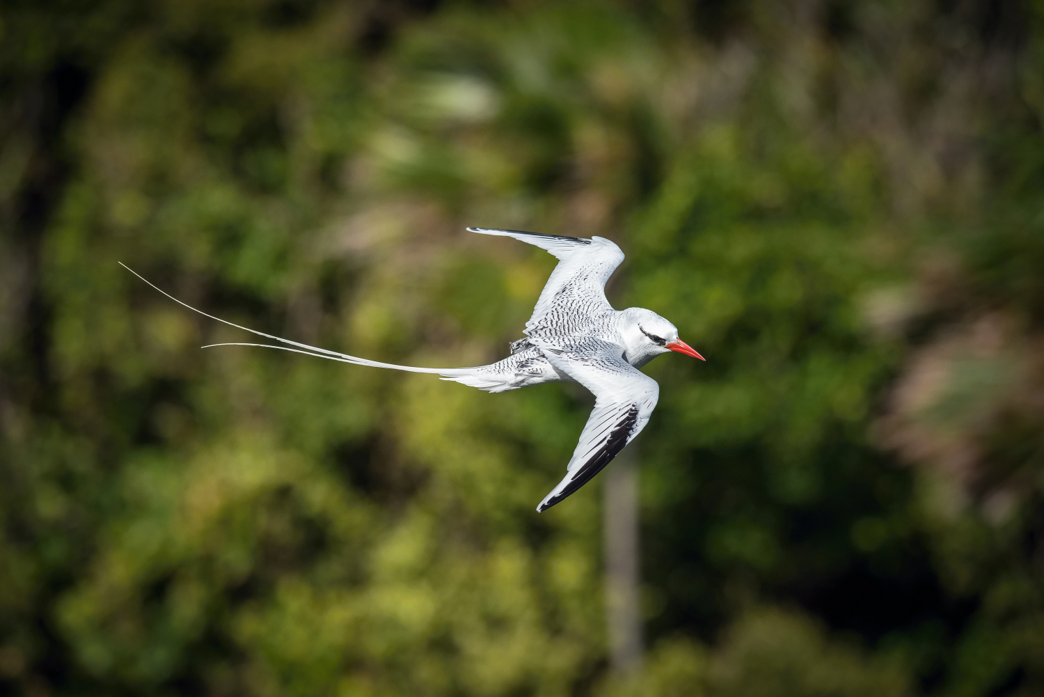 faeton červenozobý (Phaethon aethereus) Red-billed tropicbird